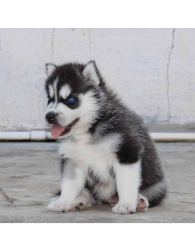 Husky Dog Price In India Olx