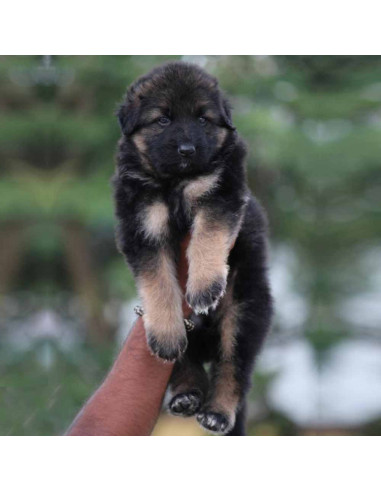 german shepherd online purchase