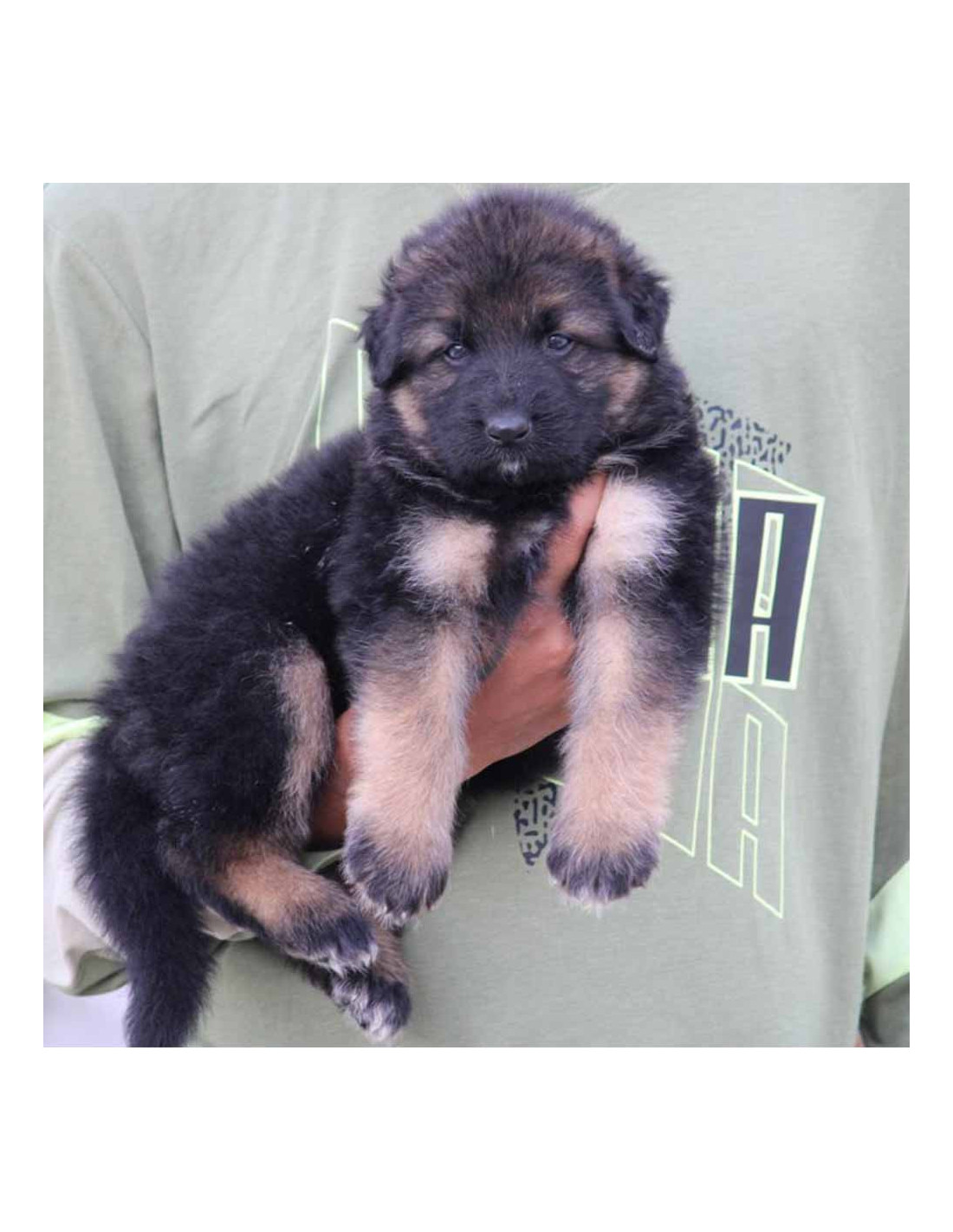 german shepherd online purchase