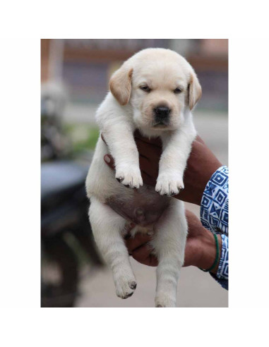 Labrador Retriever Puppies For Sale Gender Female