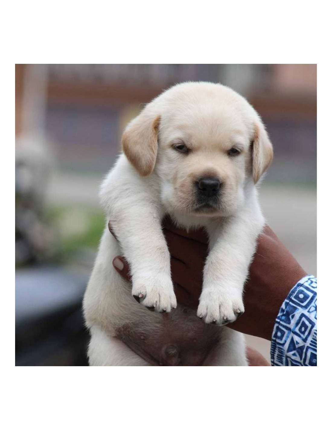 lab dog sale in pune