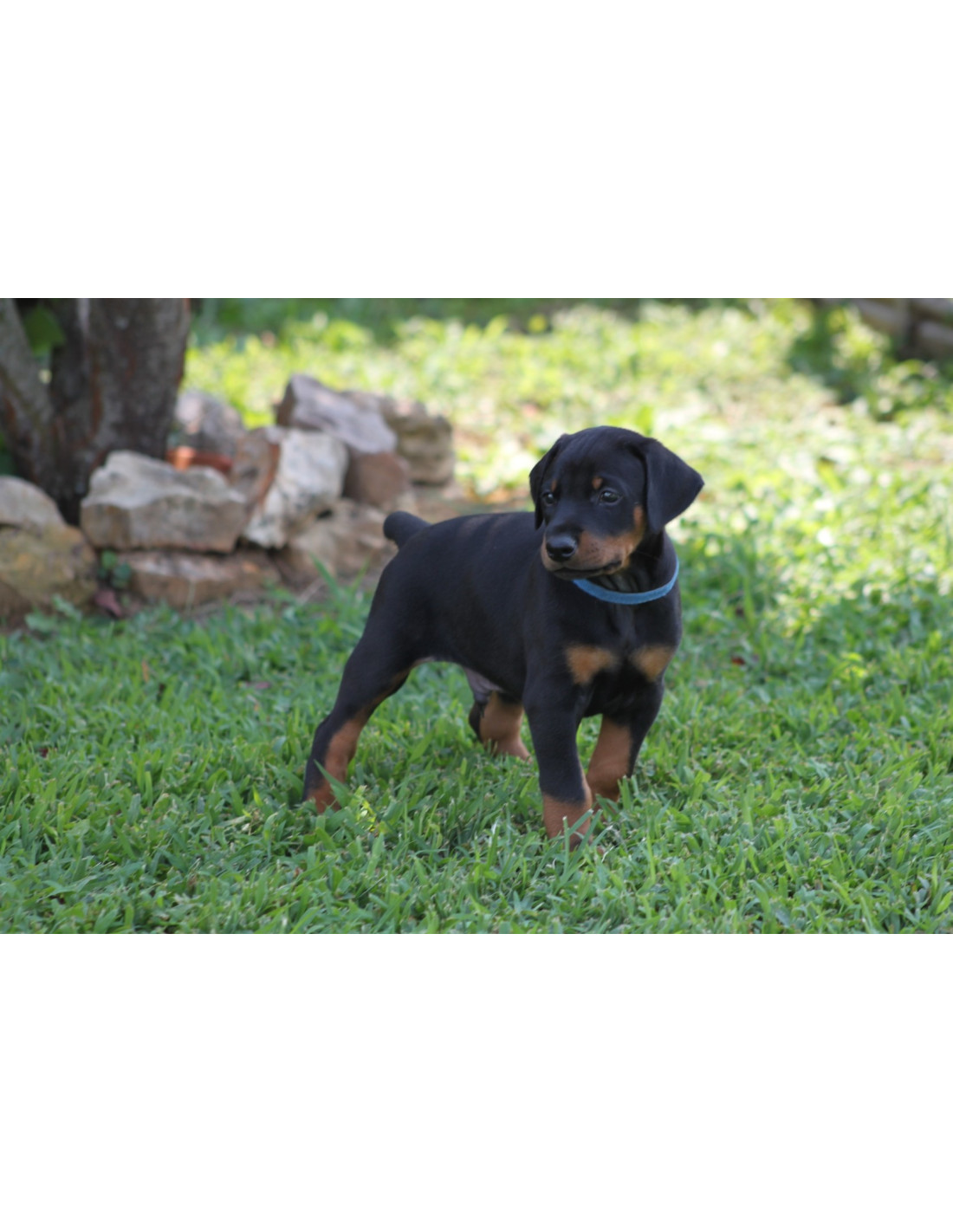 Doberman Pinscher Puppies For Sale with best price in India.