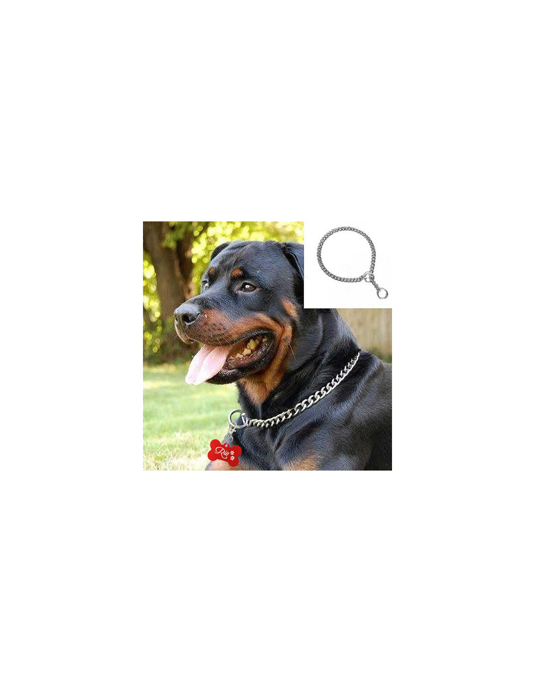 Dog name chain online collar
