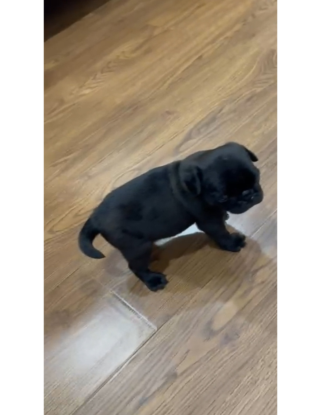 Pug Puppy Black Color For Sale