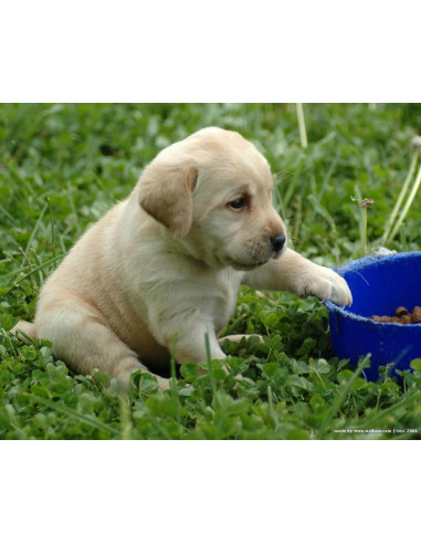 double bone lab dog