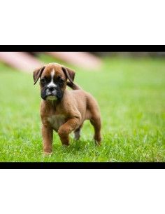 Boxer Pups 2