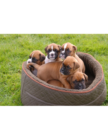 Boxer Pups