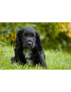 Cocker Spaniel Pup 2