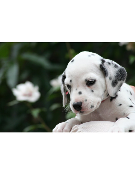 female dalmatian for sale