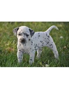 Dalmatian Puppies For Sale 2