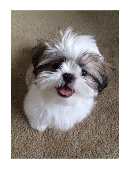 small shih tzu