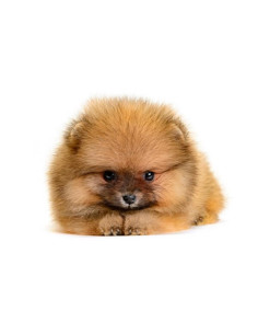 MINI POMERANIAN PUPPY 