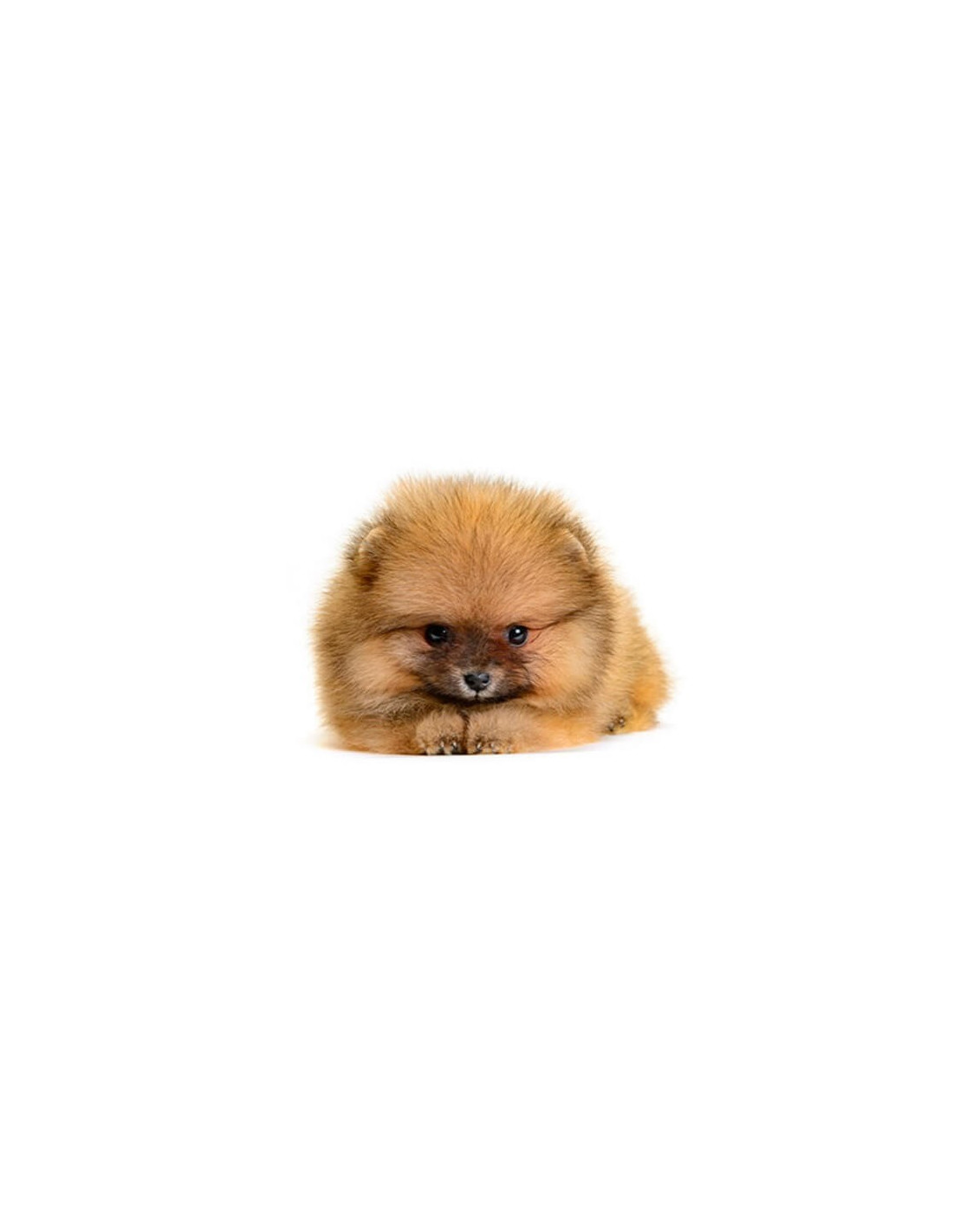 pomeranian dog price