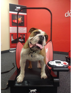 Pacer dog Tread Mill For Dogs 2