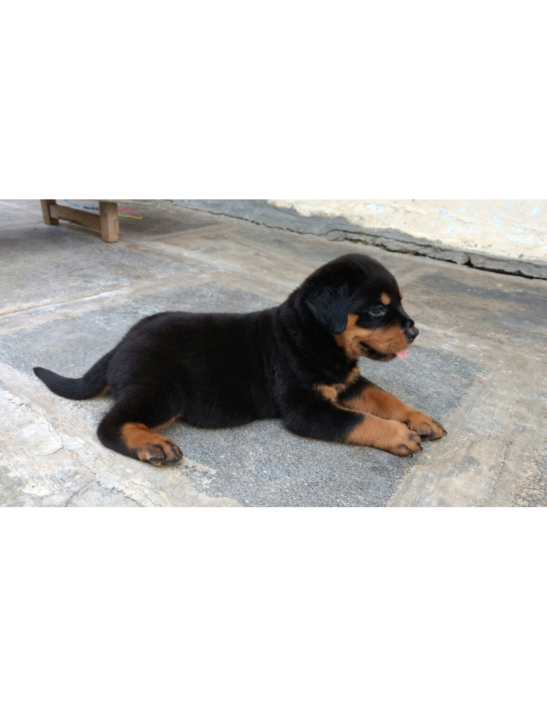 baby rottweiler dog