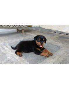 Rottweiler Pups 2
