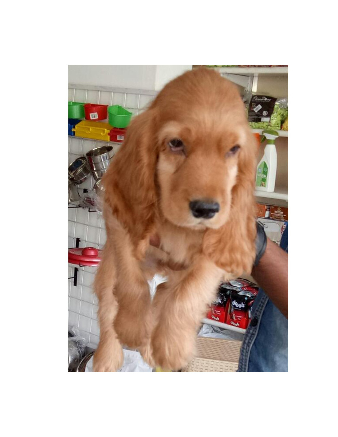 cavocker puppies for sale