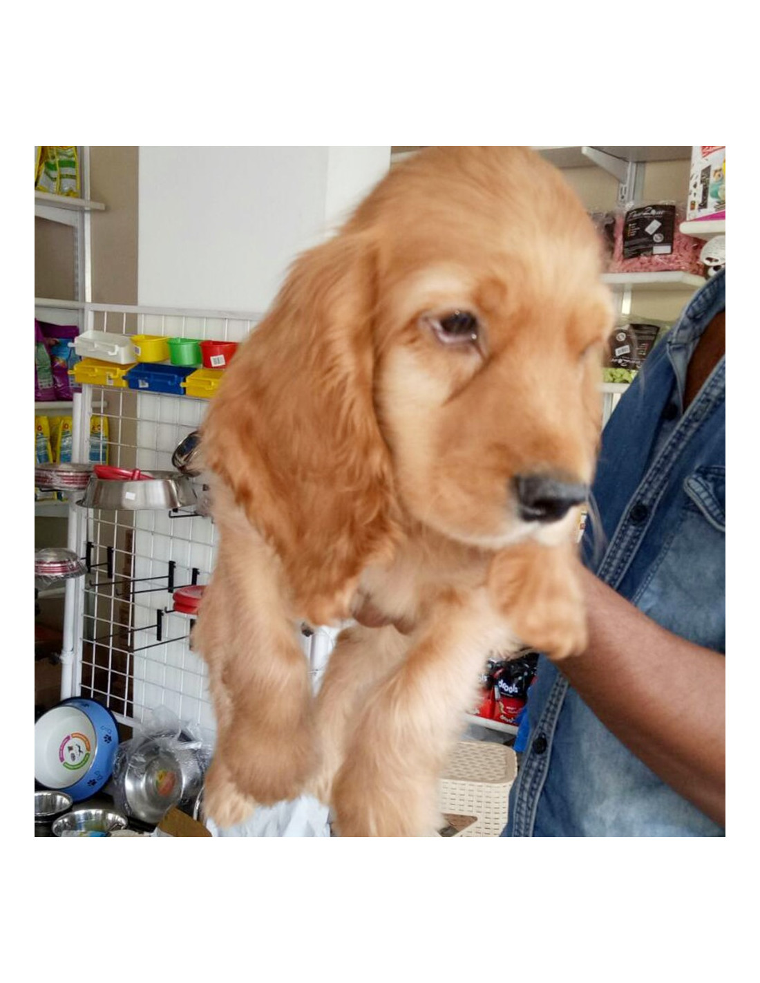 cavocker puppies for sale