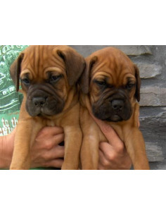 Bull mastiff 2