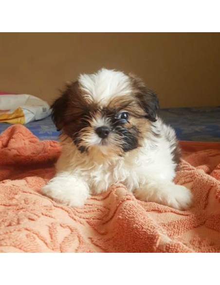 Shih Tzu Puppies For Sale Gender Female