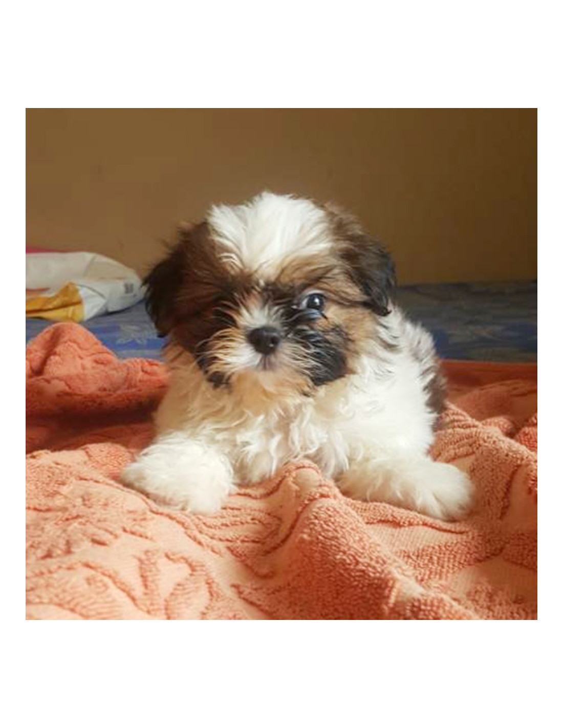 Shih Tzu Puppies For Sale. Gender Female