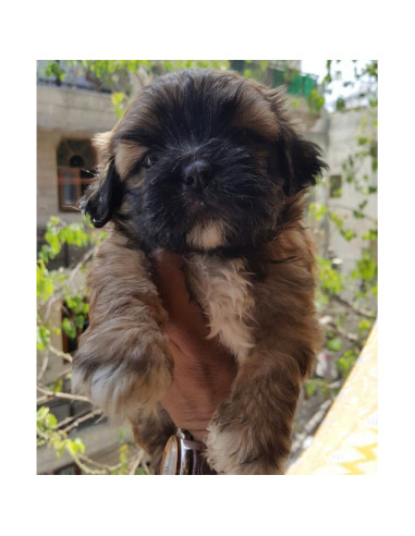 Uventet Stranden Decode Lhasa Apso Puppies For Sale. Gender Female