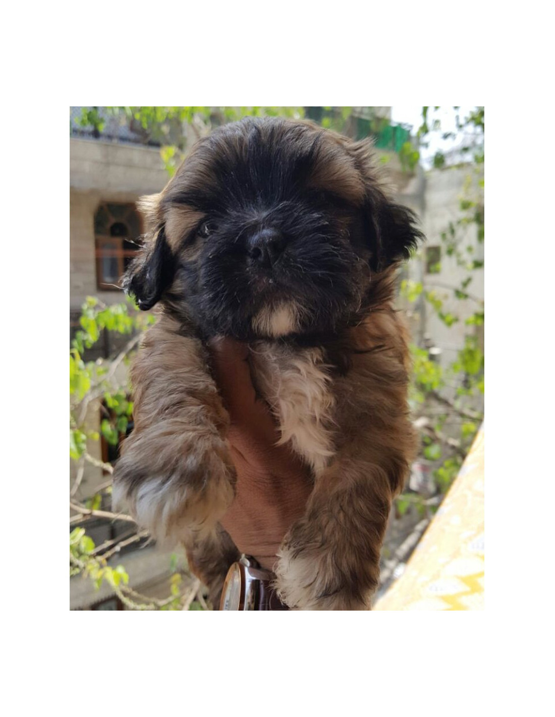 lhasa apso puppies for adoption near me