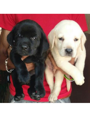 Labrador Retriever Puppies For Sale 