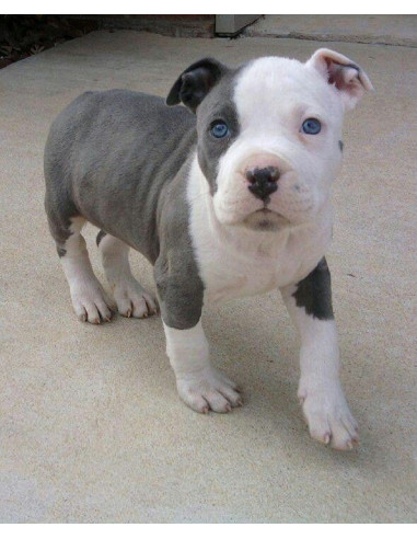 female pitbull