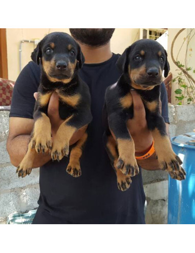 black doberman dog price