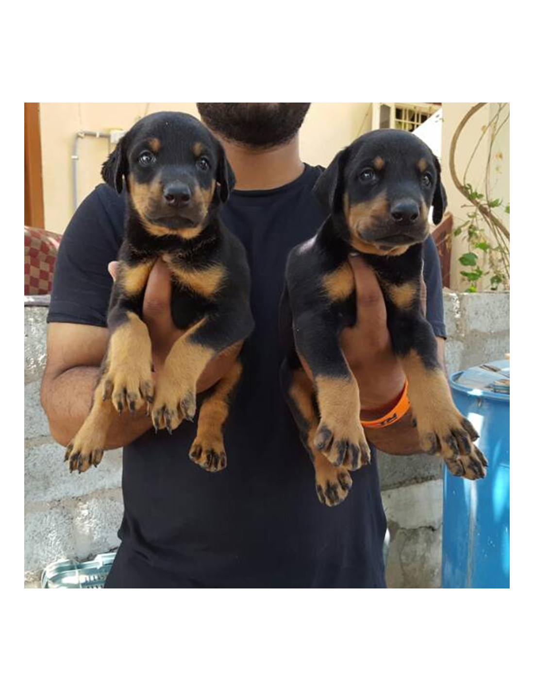 Doberman Pinscher Puppies For Sale with best price in India.