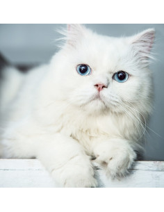 Persian Kitten ( Blue Eyes ) For Sale