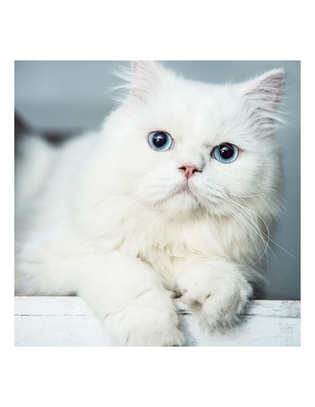 Persian Kitten Blue Eyes For Sale With Best Price In India