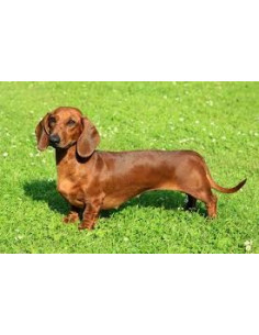 Dachshund Puppys For Sale. 2