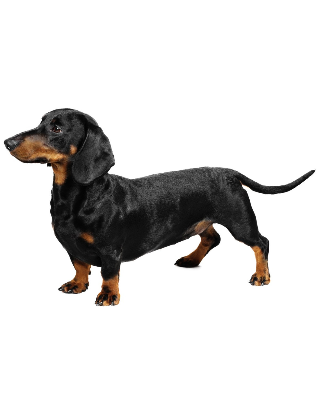 dachshund breed price