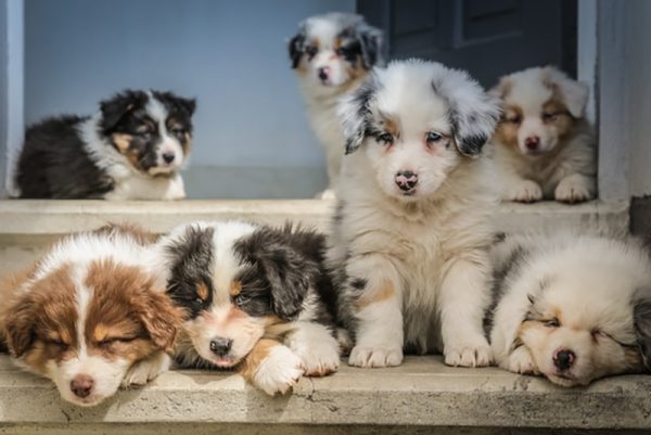 Dog Growth Chart