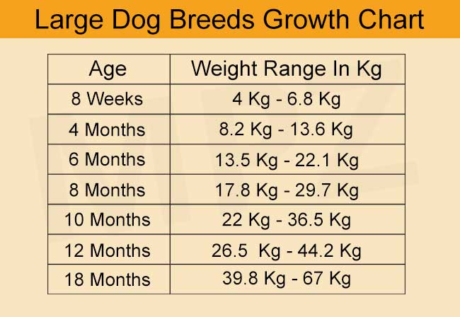 Large Dog Growth Chart