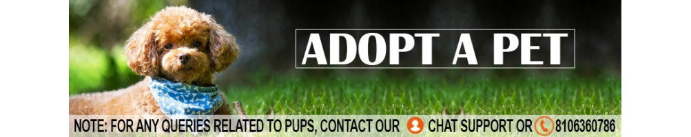 Get the pet adopted online India | Lowest price guarantee